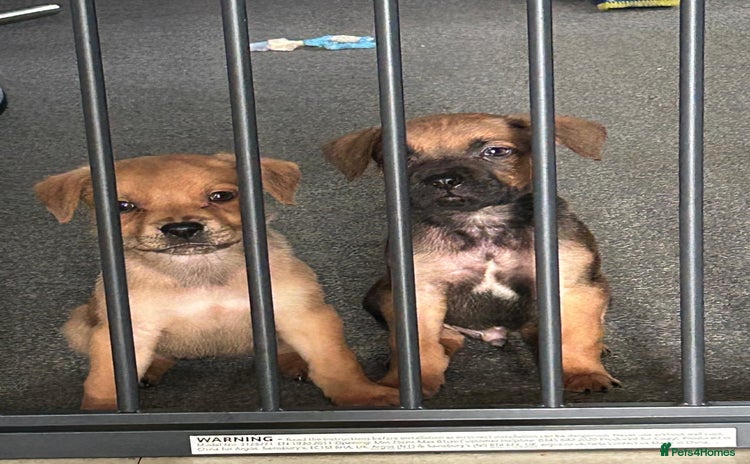 Mixed Breed dogs - Advert 8