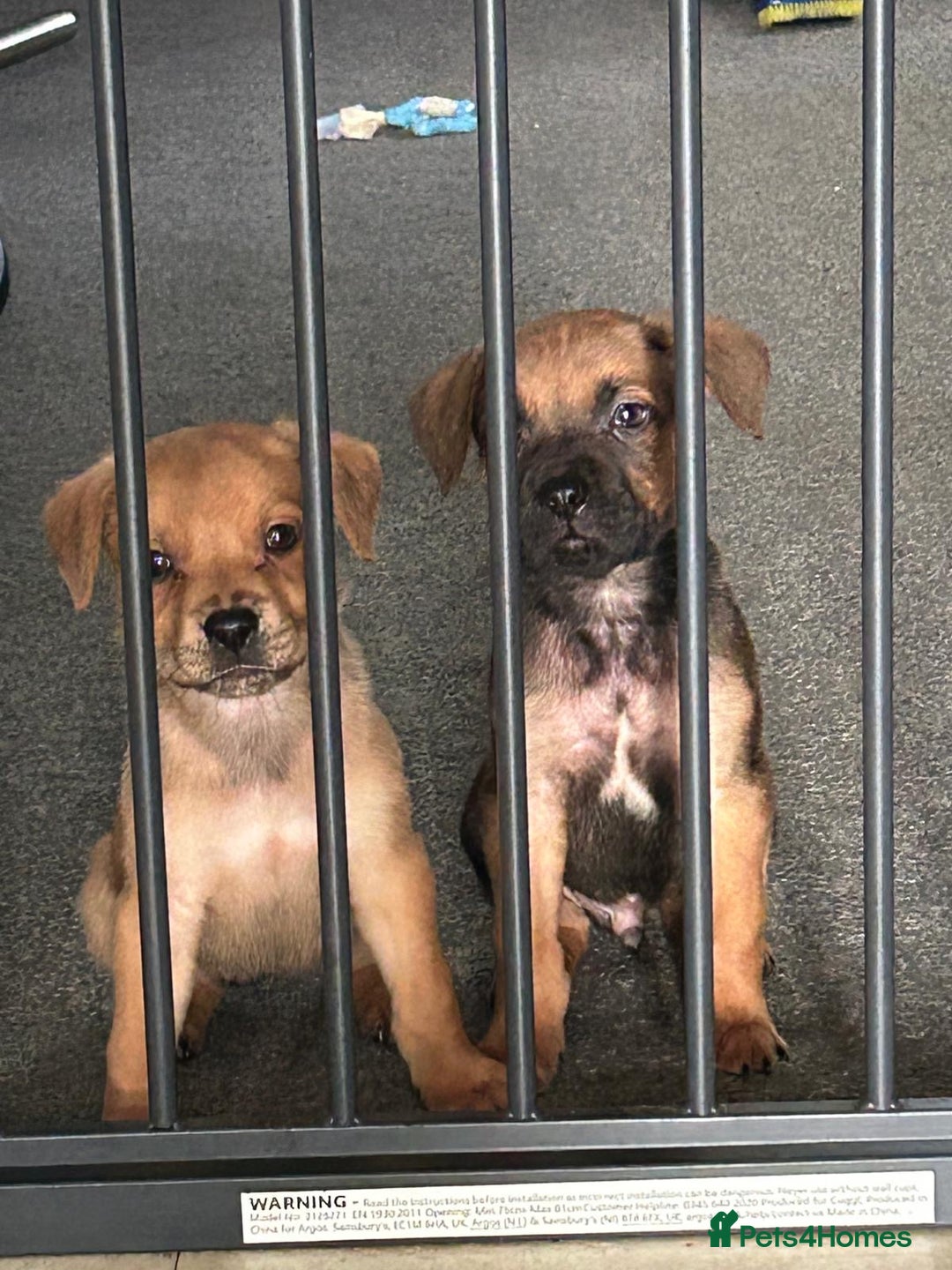 Mixed Breed dogs for sale: Two pretty pups for sale who deserve the best - Image 1