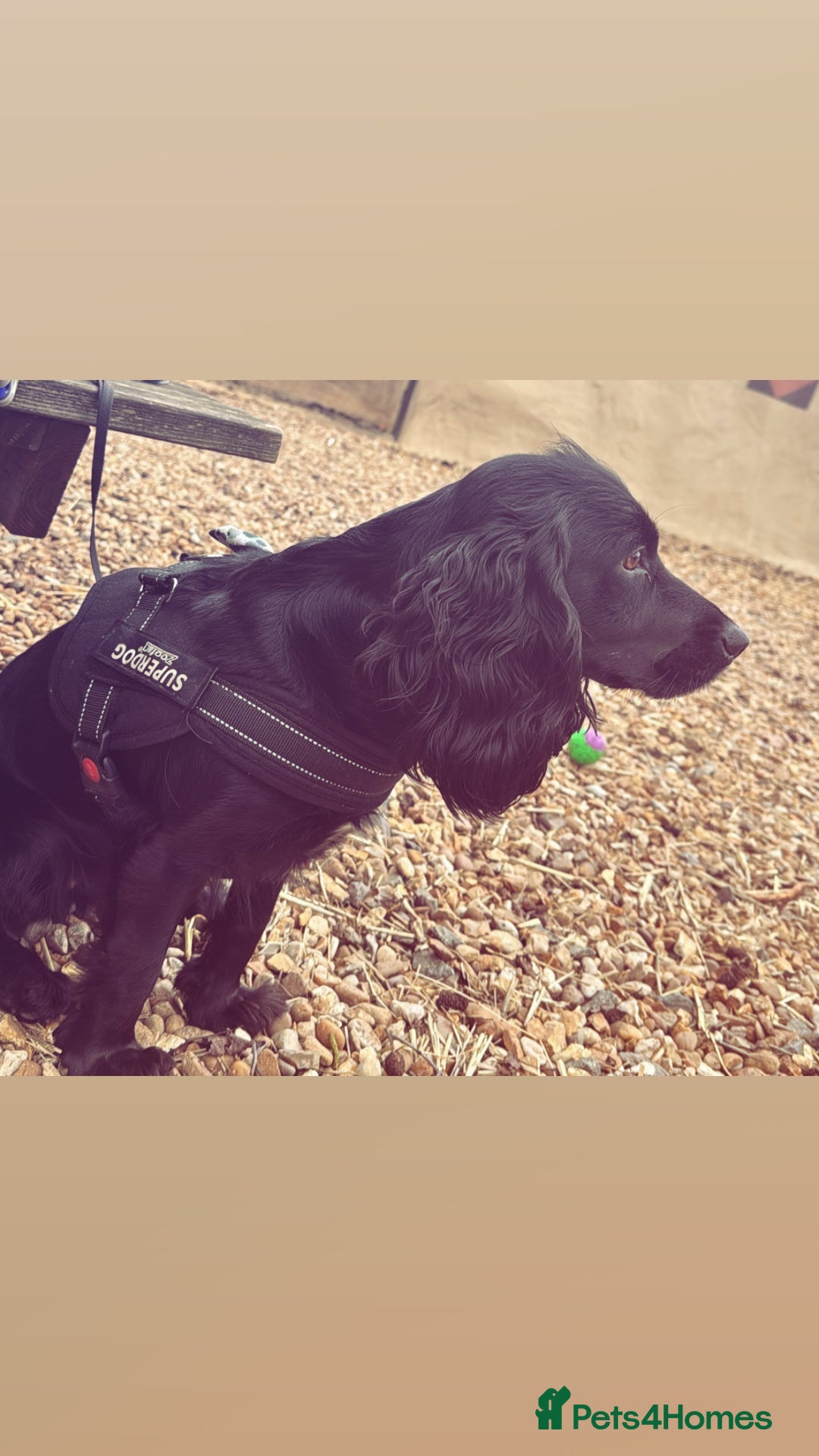Cocker Spaniel dogs for stud: Looking for a cockerspaniel stud  - Image 3