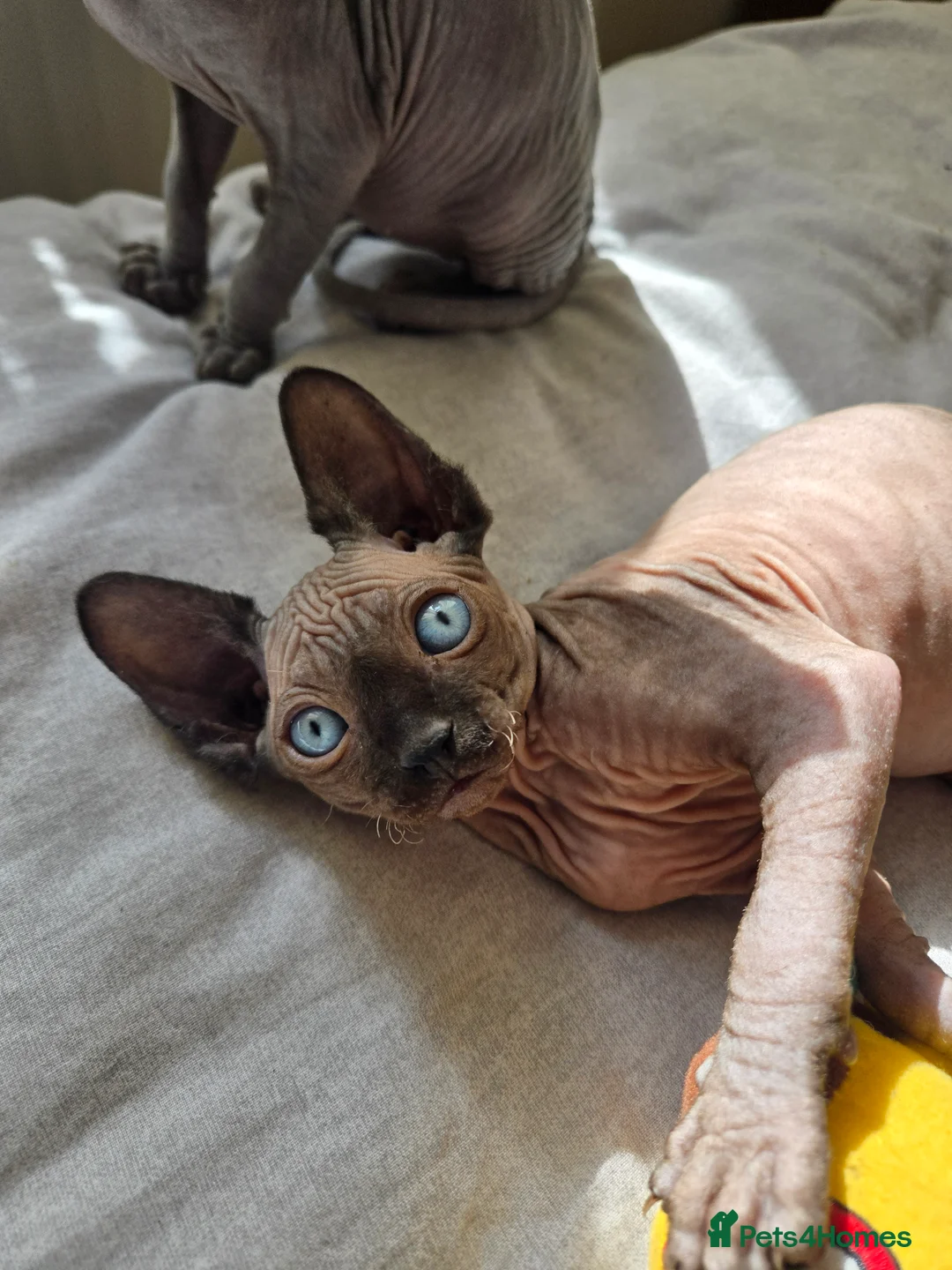 Sphynx cats for sale: Two male sphynx kittens for sale - Advert 2