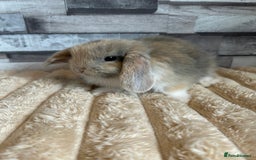 Mini Lop rabbits for sale: ⭐️Pure Breed Holland lops⭐️ - Image 7