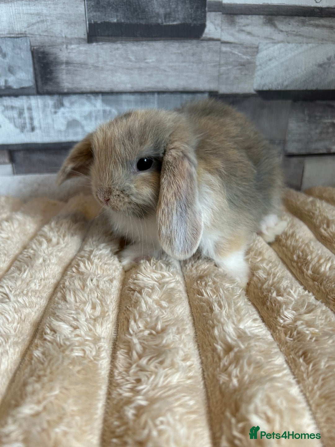 Mini Lop rabbits for sale: ⭐️Pure Breed Holland lops⭐️ - Image 7