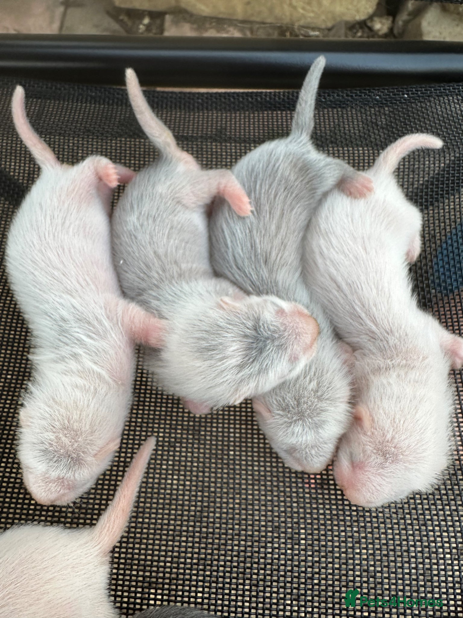 Ferret rodents Stunning baby ferrets for sale  - Advert 2