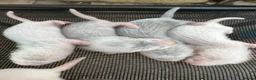 Ferret rodents for sale: Stunning baby ferrets for sale  - Advert 2