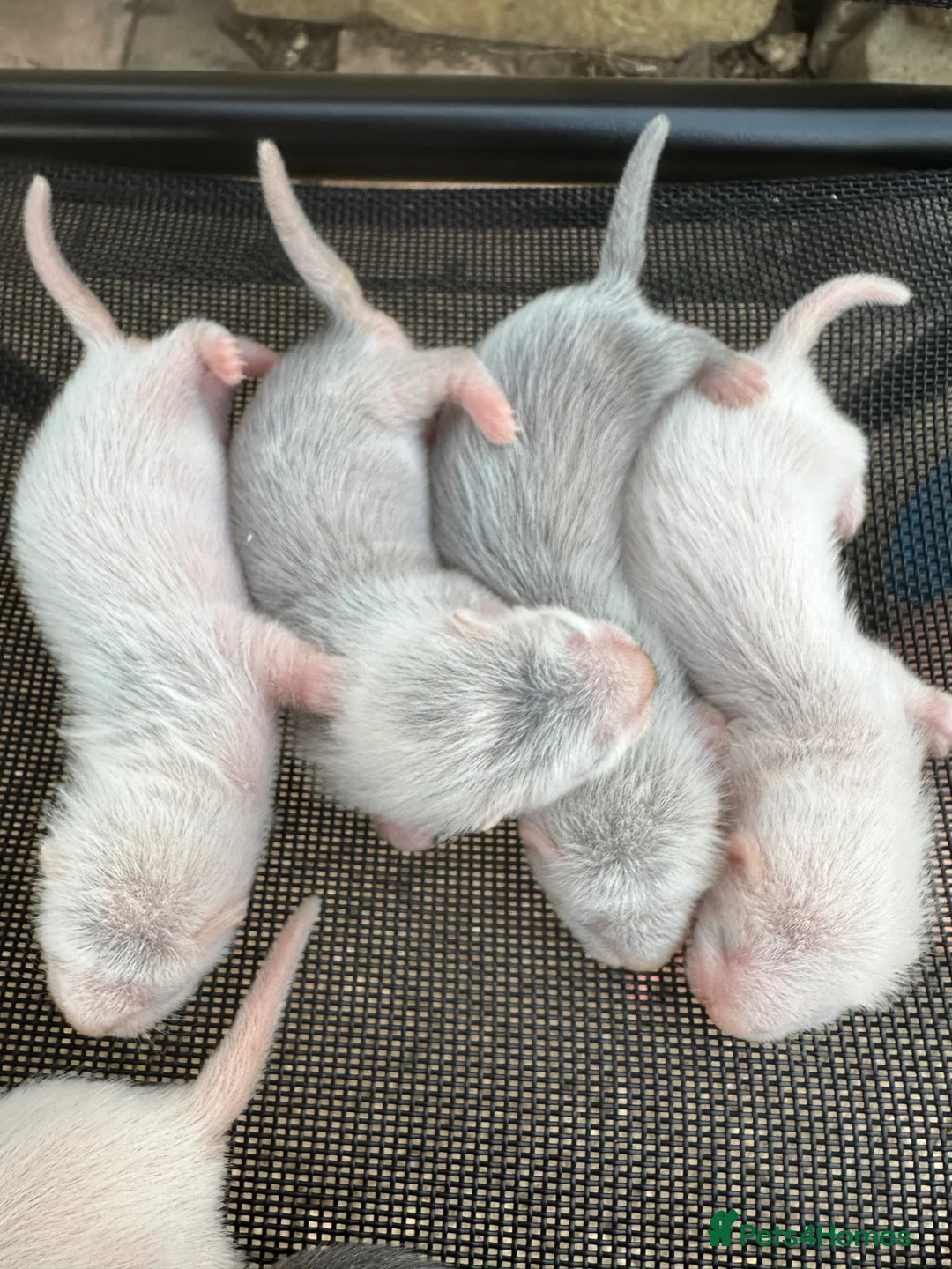 Ferret rodents for sale: Stunning baby ferrets for sale  - Advert 2