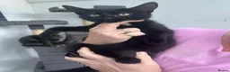 Mixed Breed cats for sale: 3 little beauties ready for their forever homes - Advert 8
