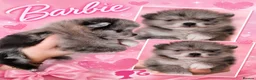 Pomeranian dogs for sale: Beautiful Silver Merle Pom Girl with Blue Eye - Advert 6