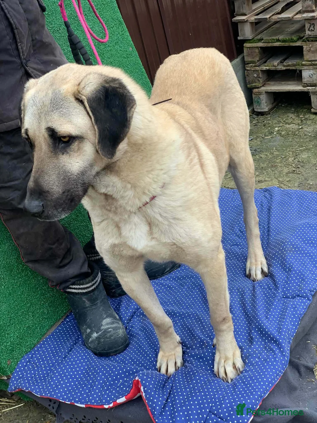 Mixed Breed dogs for adoption: 🧡 Phoenix – A Gentle Soul Waiting to Belong❤️‍🩹 in Hengoed - Advert 1