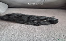 Guinea Pig rodents for sale: 3 girls 5 boys ready to leave - Image 8