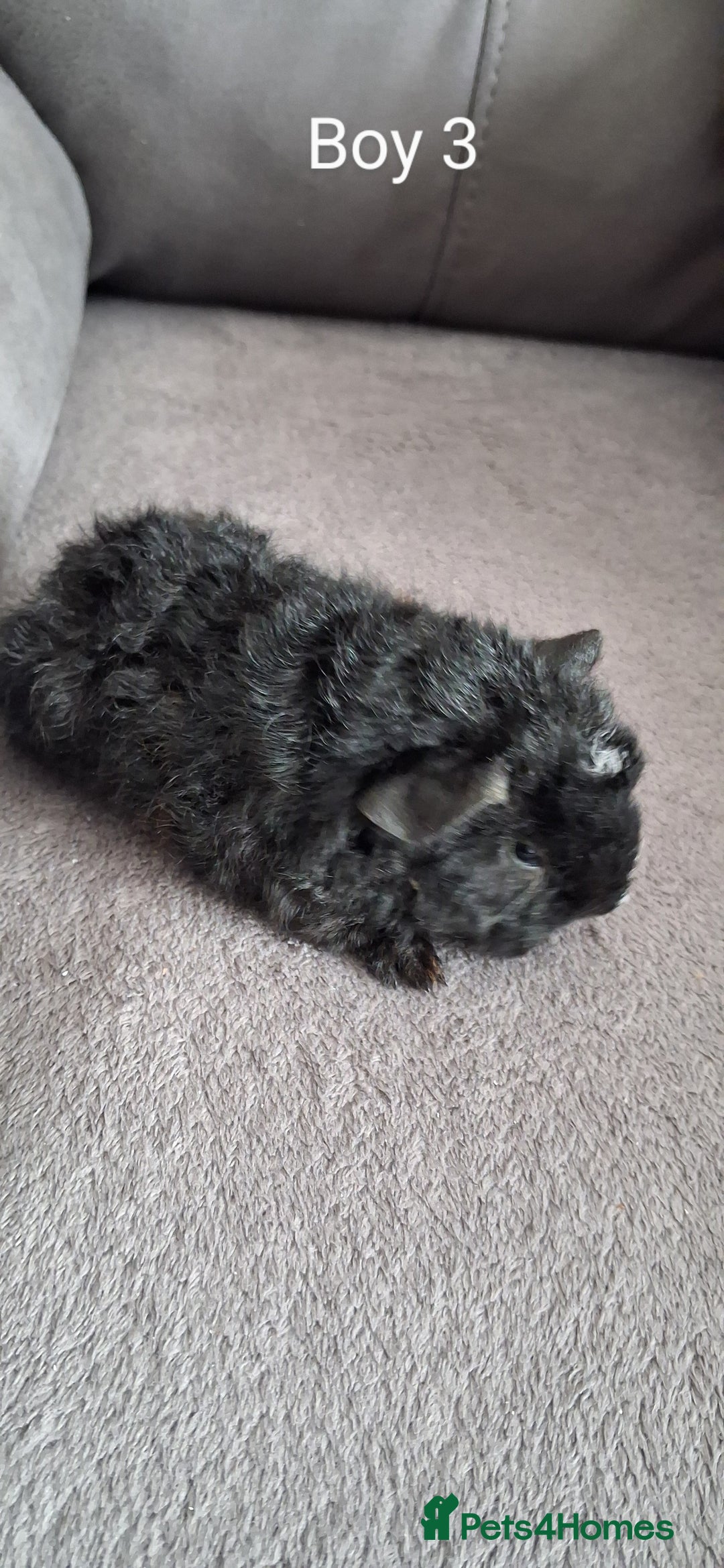Guinea Pig rodents for sale: 3 girls 5 boys ready to leave - Image 8