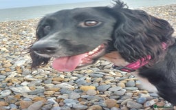 Sprocker dogs for sale: Exceptional working-line puppies for loving homes! - Image 32