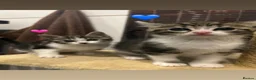 Mixed Breed cats for sale: Kittens  - Advert 19