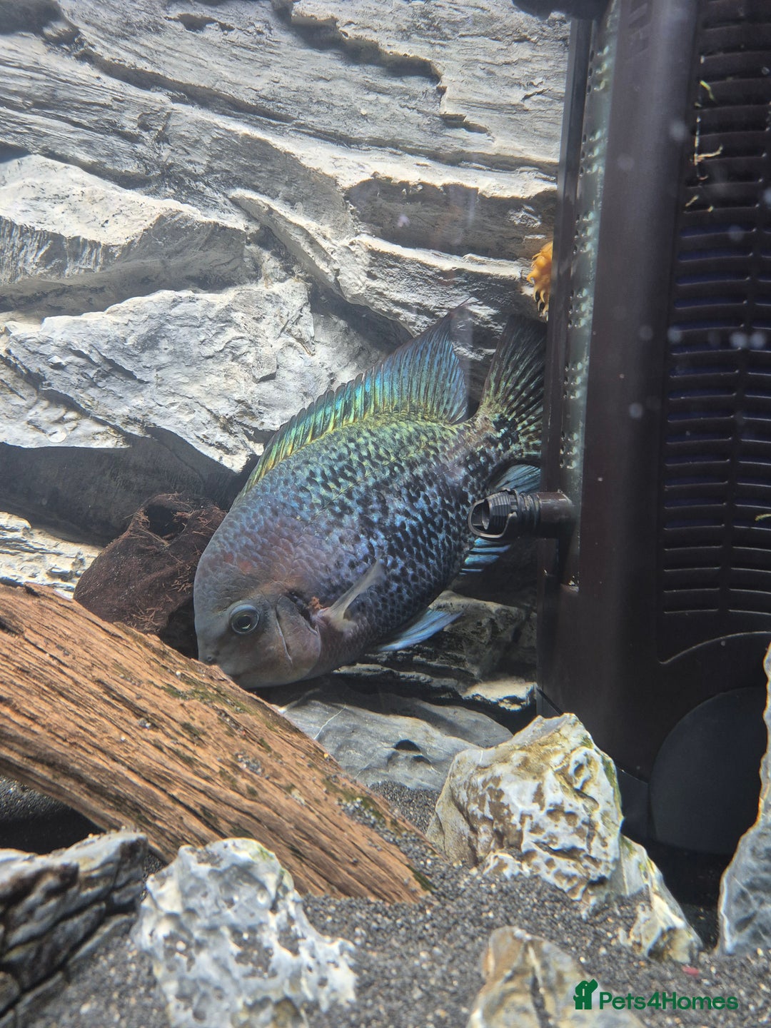 Cichlids fish for sale: Vieja Cichlid Fish - Advert 6