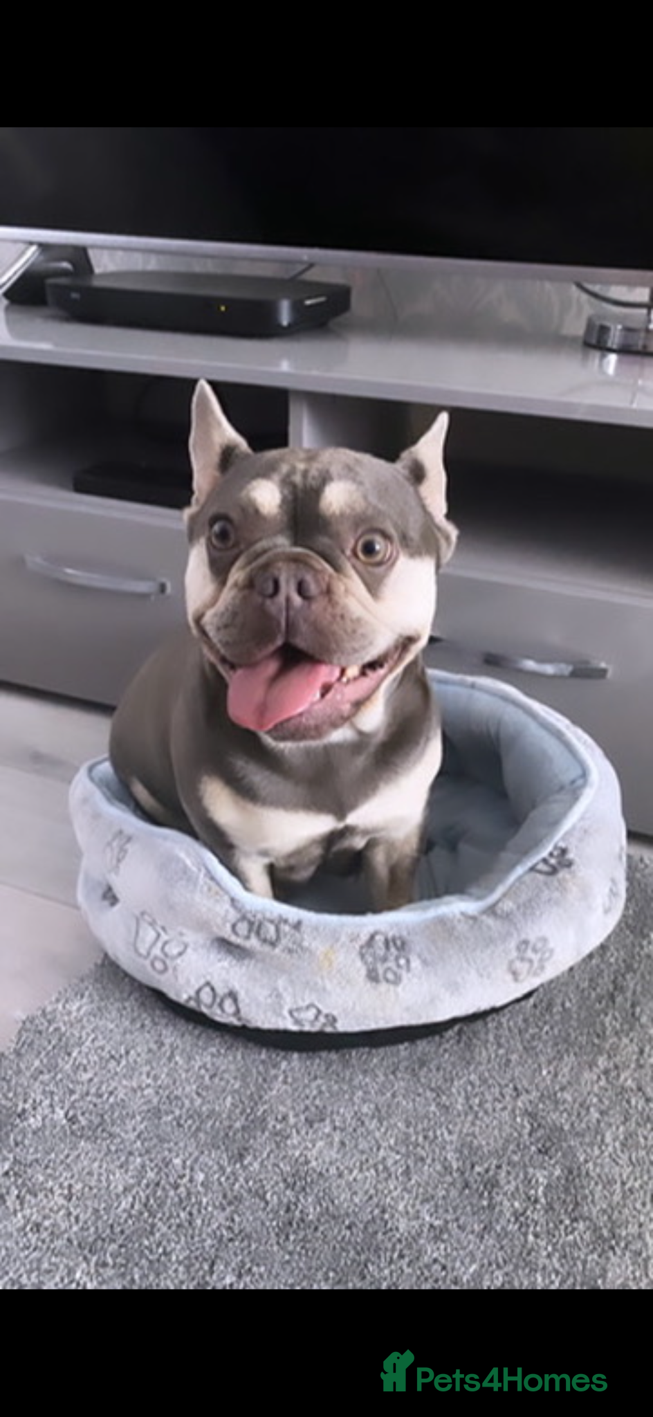 French Bulldog dogs NEW LUXURY FRENCHIES 3 x GIRLS 4 x BOYS - Advert 1