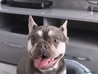 French Bulldog dogs NEW LUXURY FRENCHIES 3 x GIRLS 4 x BOYS - Advert 1