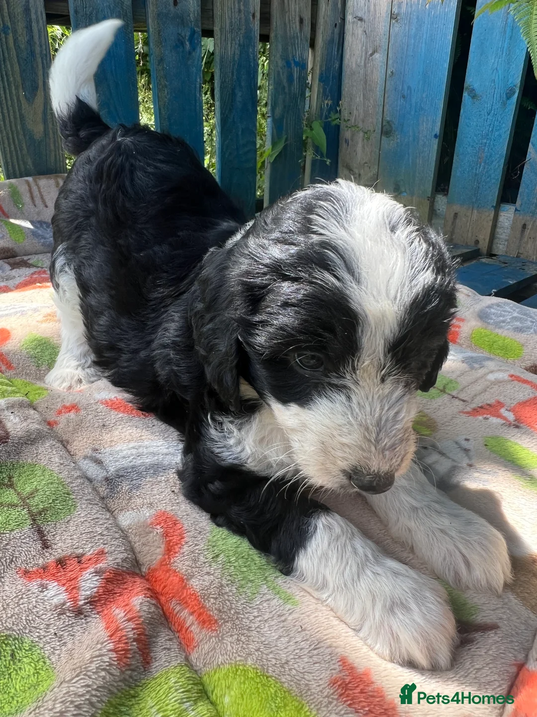 Bordoodle dogs for sale: Beautiful Bordoodle pups  - Advert 2