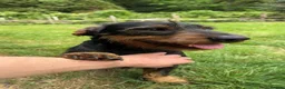 Mixed Breed dogs for sale: Hugo-15 Month Old Doberman x Wire Haired Dachshund - Advert 1