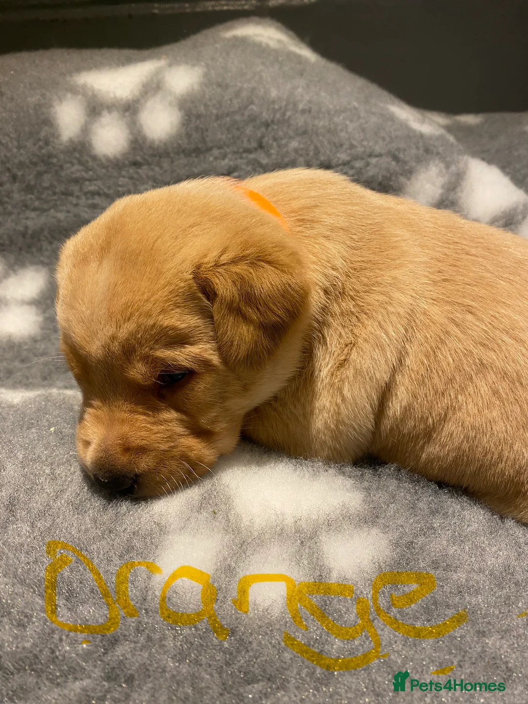 Labrador Retriever dogs for sale: Yellow/Fox Red Labrador puppies - Advert 23