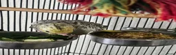 Cockatiels birds for sale: Cockatiel chicks hand tame  - Advert 2