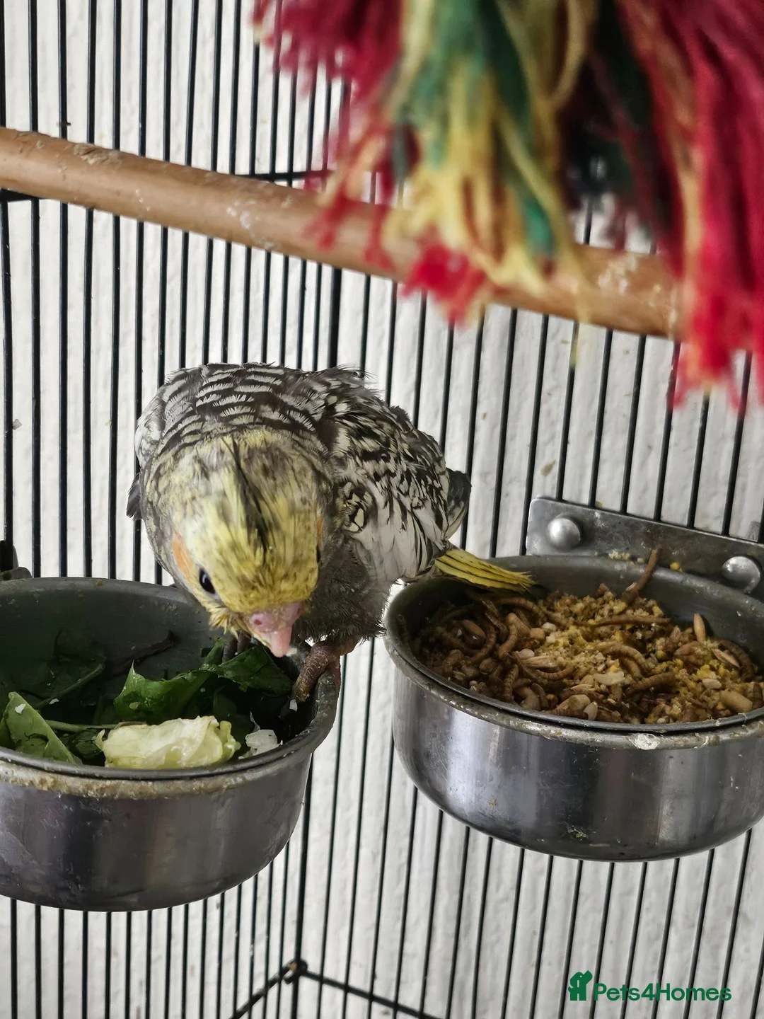Cockatiels birds for sale: Cockatiel chicks hand tame  - Advert 2