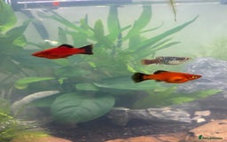 Plecos fish for sale: Koi Betta, livebearers & other fish… - Image 7