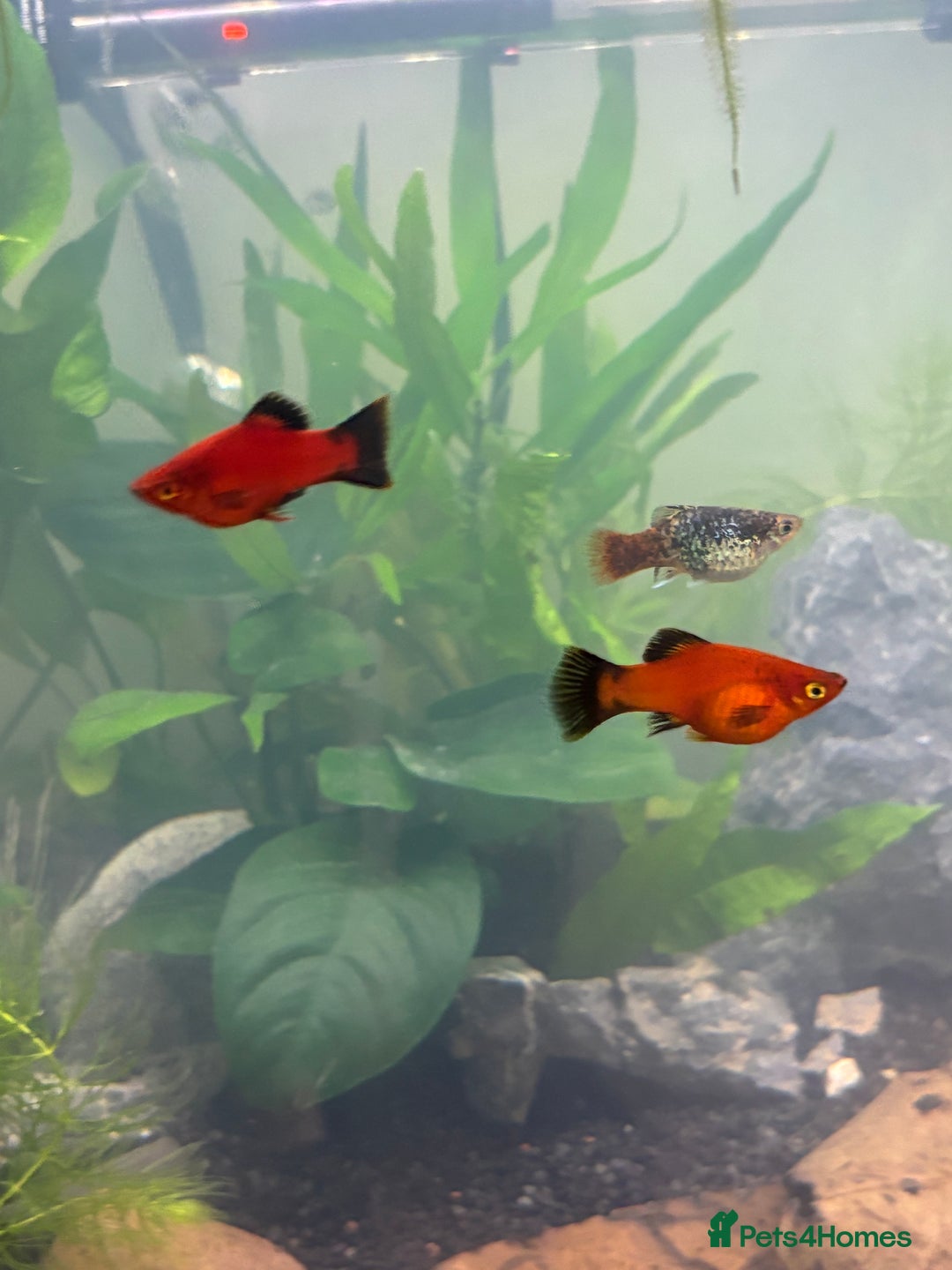 Plecos fish for sale: Koi Betta, livebearers & other fish… - Image 7