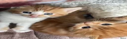 Mixed Breed cats for sale: Adorable Kittens Looking for a Loving Home - Advert 5