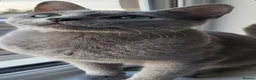 Russian Blue cats for sale: 🏅EXCEPTIONAL Russian Blue kittens🏆 - Advert 8