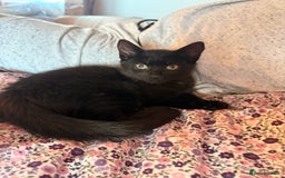 British Shorthair cats for sale: Black female kitten  - Advert 3