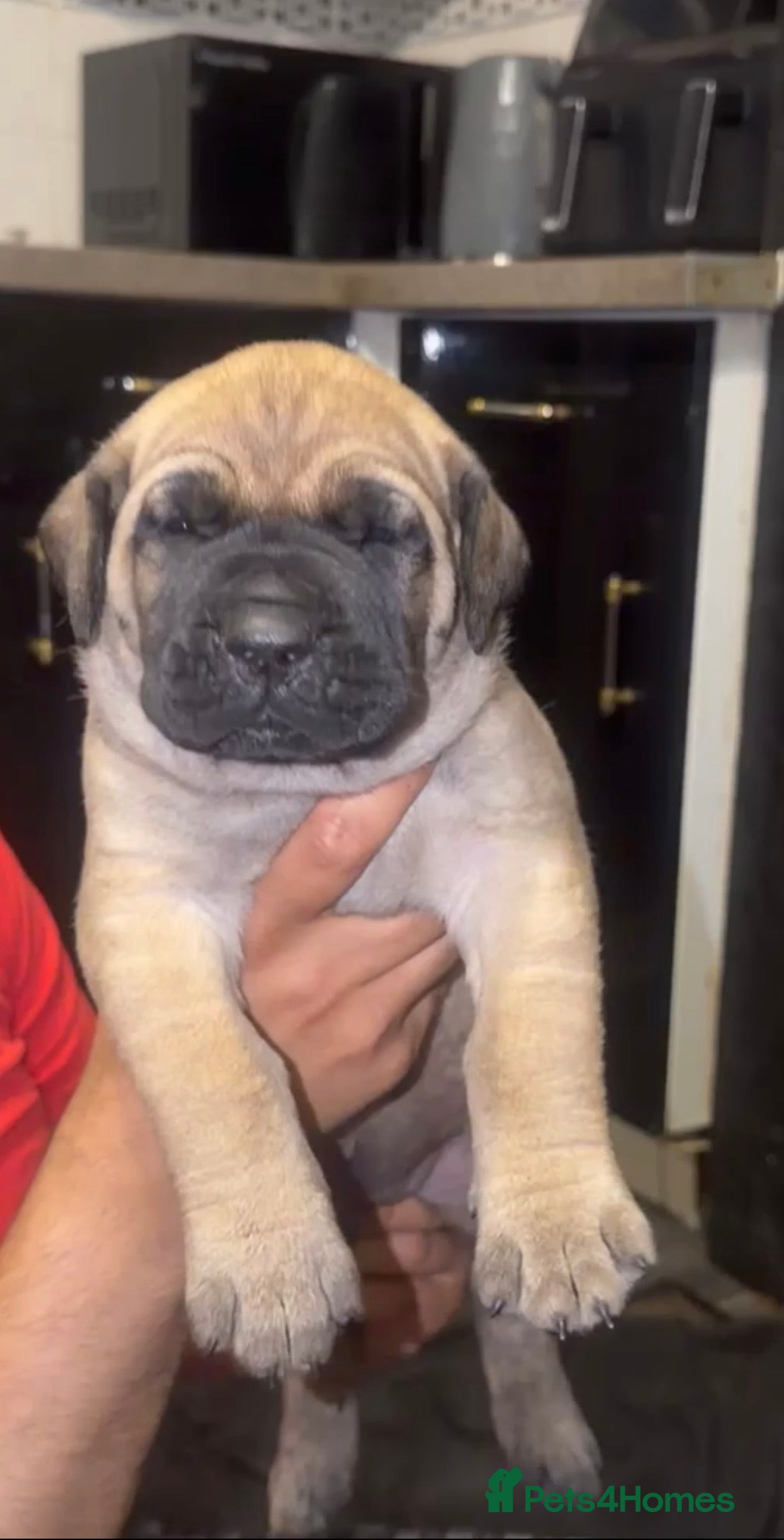 Presa Canario dogs Purebred chunky presa canario puppies  - Advert 2
