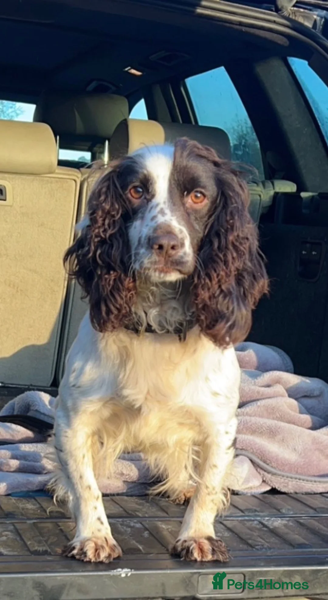 Cockapoo dogs for sale: F1 cockapoo looking for their new homes !  - Advert 8