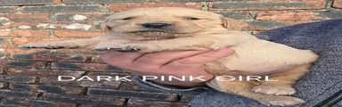 Golden Retriever DARK PINK GIRL 