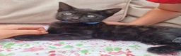 Mixed Breed cats for sale: 5 beautiful black kittens 10weeks 2xfemales 3xmale in Stockport - Advert 9