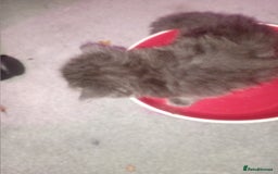Persian cats for sale: 6 Purebred Persian Kittens. 3 Blue & 3 Black. - Image 5