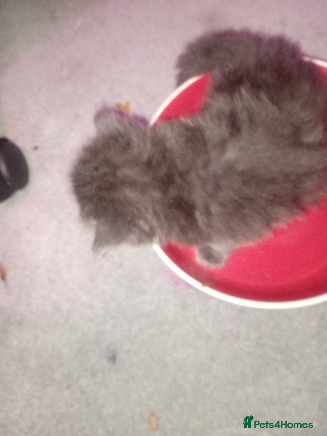 Persian cats for sale: 6 Purebred Persian Kittens. 3 Blue & 3 Black. - Image 5