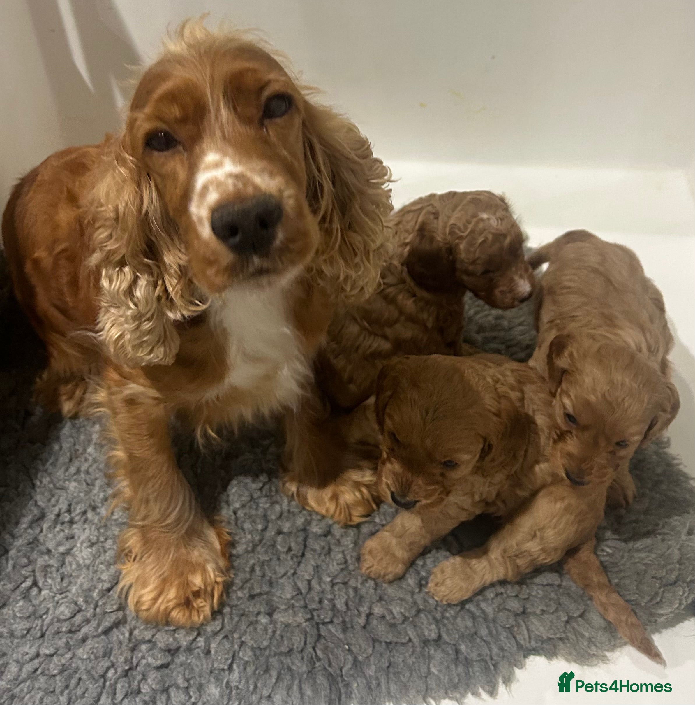 Cockapoo dogs Fully DNA health tested pups  - Advert 3