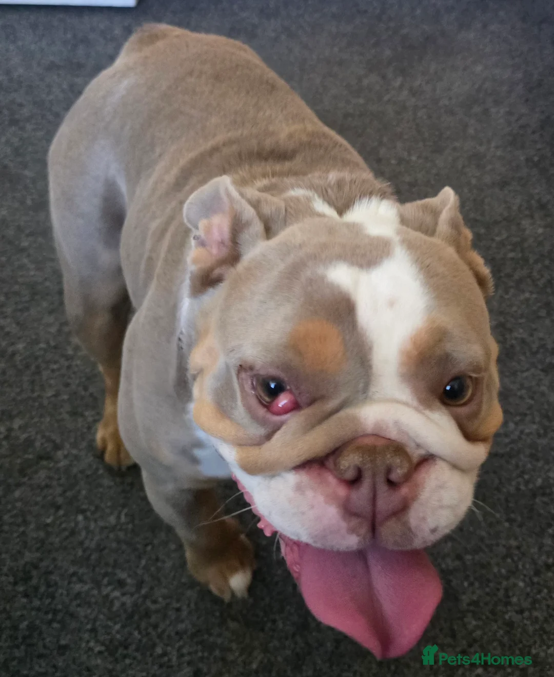 English Bulldog dogs for sale: English Bull Dog - Advert 1