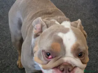 English Bulldog dogs English Bull Dog - Advert 1