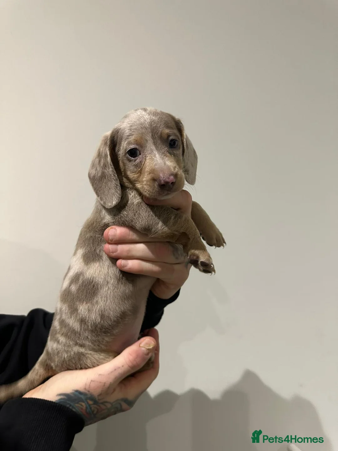 Miniature Dachshund dogs for sale: Mini dachshunds - Advert 19