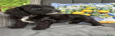 Cockapoo 2