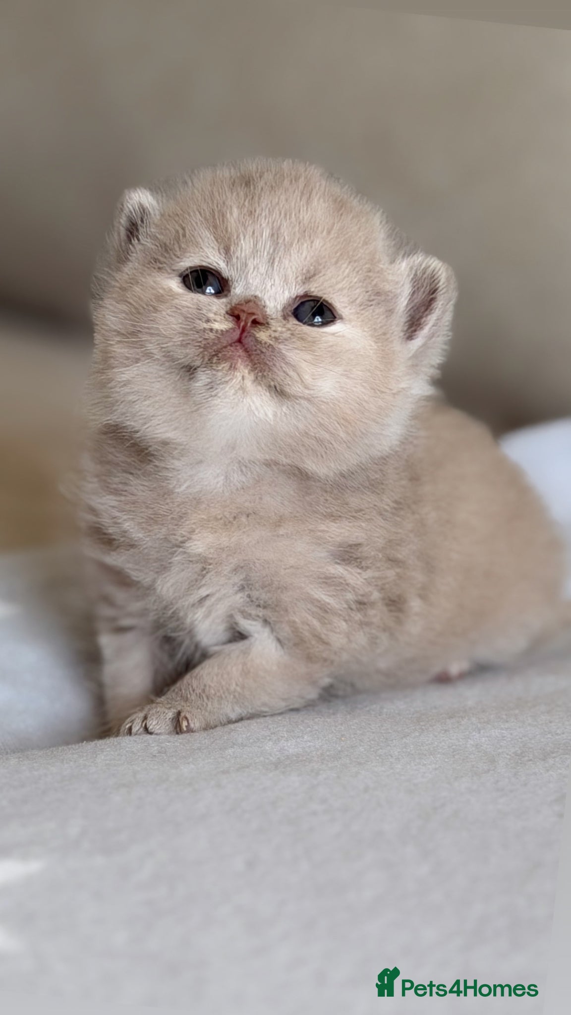 British Shorthair cats GCCF BEAUTIFUL KITTENS  - Advert 2