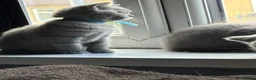 British Shorthair cats for sale: Pure British shorthair kittens - Advert 6
