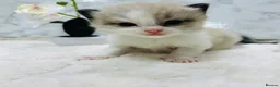 Ragdoll cats for sale:  Tica registered full pedigree ragdolls - Advert 8