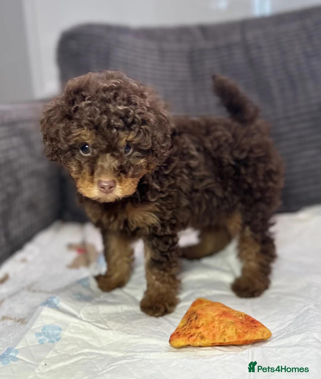 Toy Poodle dogs for sale: Toy poodle puppies  - Advert 41