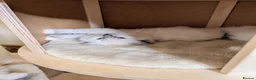 Ragdoll cats for sale: 🏆Tica Registered kittens from EU champion lines🏅 - Advert 17