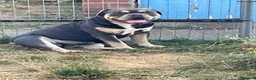 Olde English Bulldogge dogs for stud: Denzell  in Kettering - Advert 13