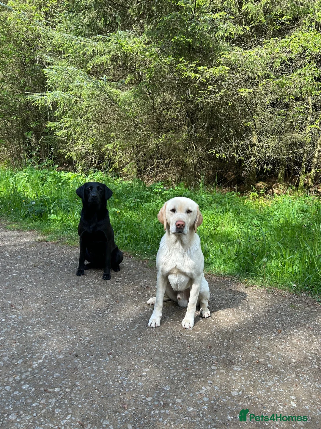 Labrador Retriever dogs for sale: KC Labrador pups, champagne, yellow & black  - Advert 2