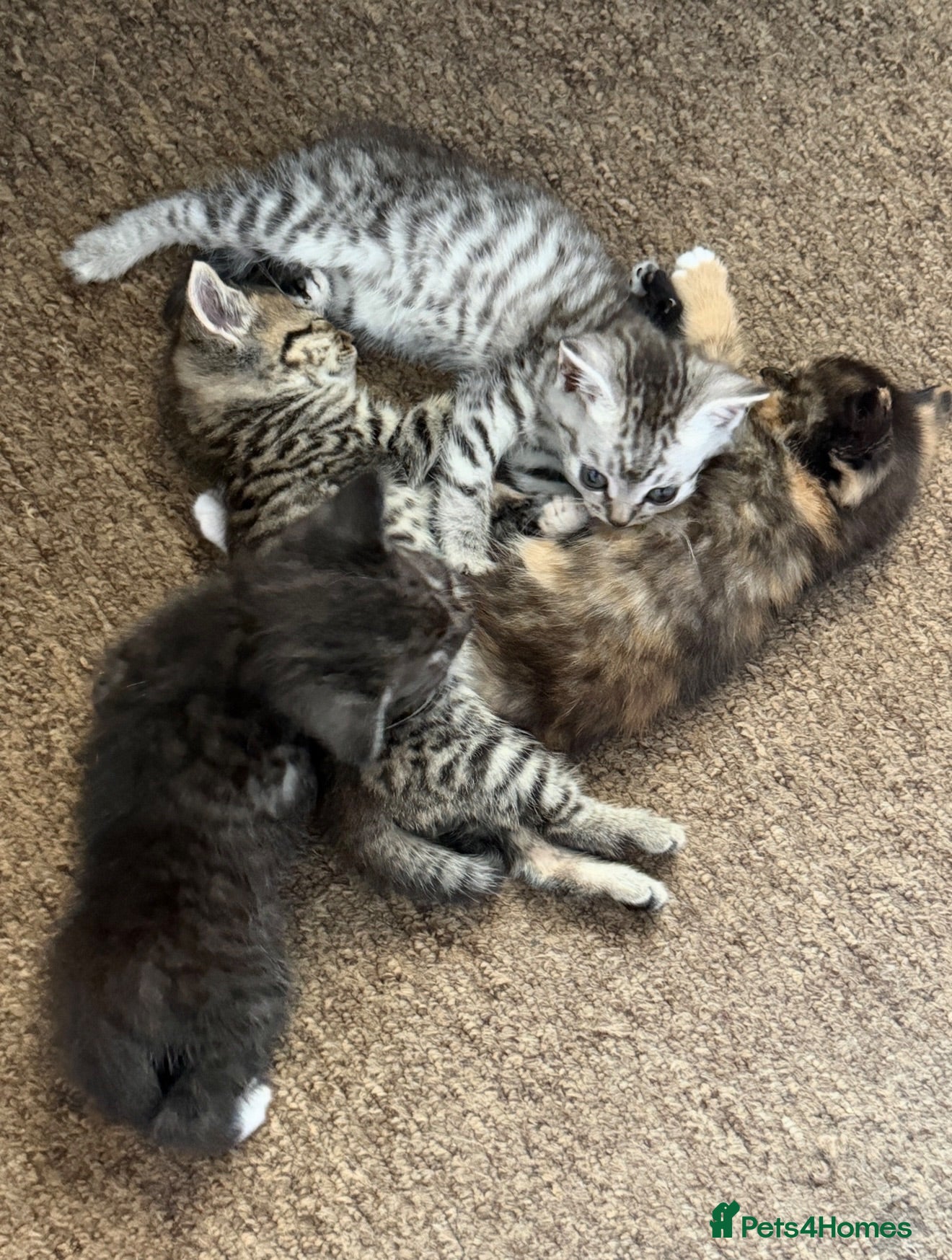 Mixed Breed cats 4 kittens  - Advert 1