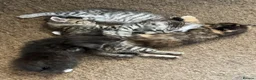 Mixed Breed cats for sale: 4 kittens  - Advert 1