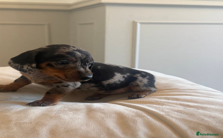Miniature Dachshund dogs - Advert 2